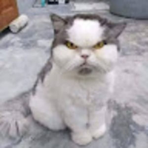 Meet your Posher, Trravis